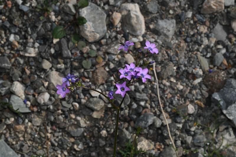 Gilia cana subsp. triceps