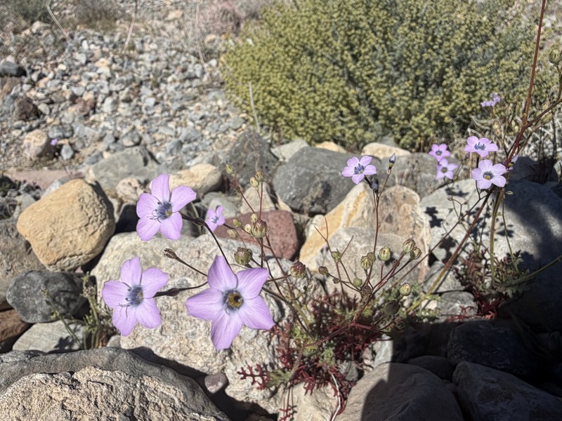 Gilia cana subsp. triceps photo 2