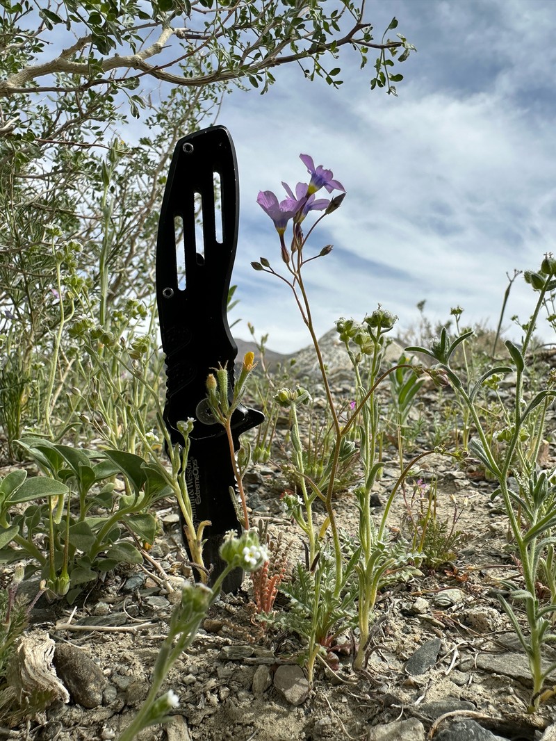 Gilia cana subsp. triceps photo 3