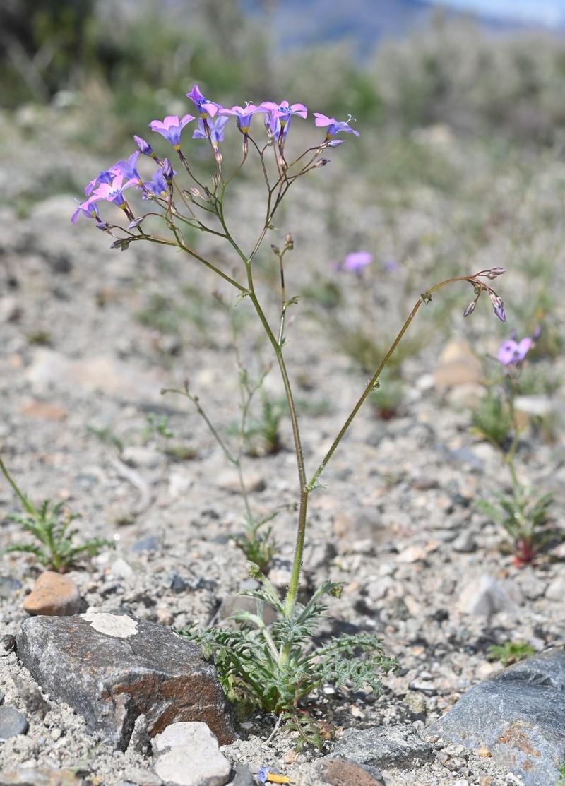 Gilia cana subsp. triceps photo 4
