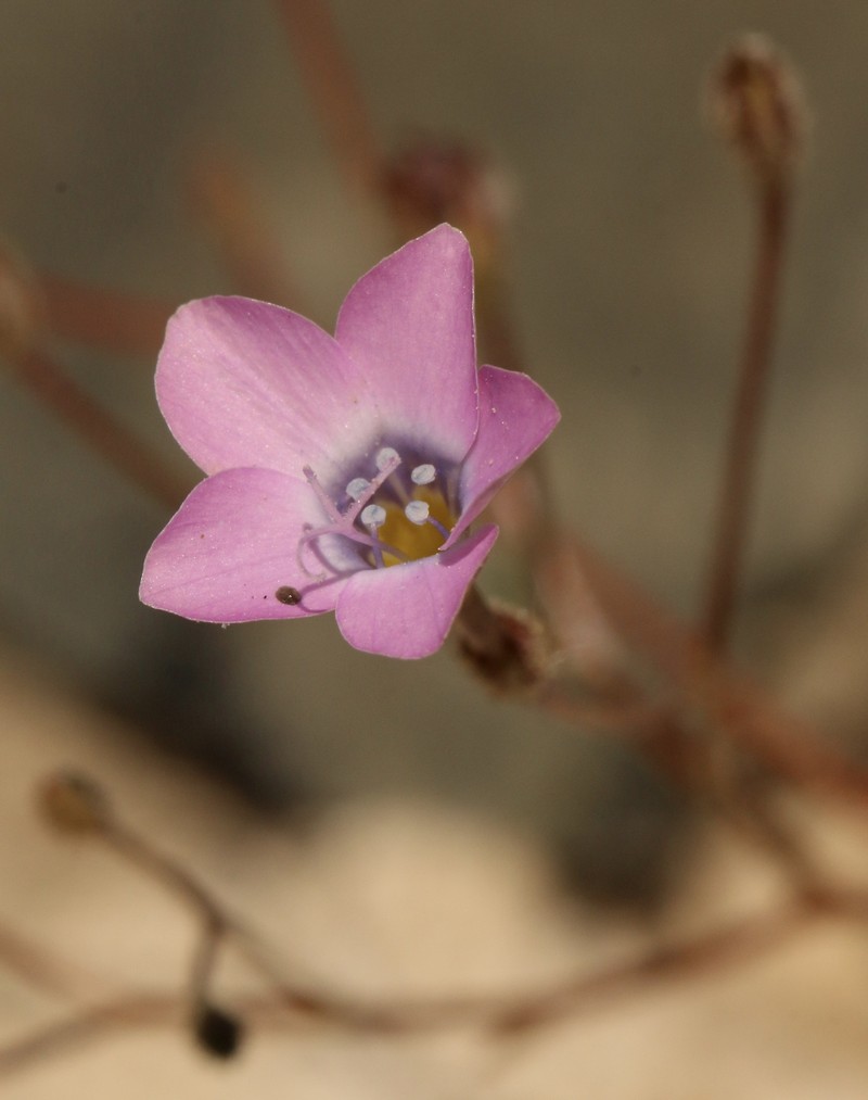 Gilia cana subsp. triceps photo 5