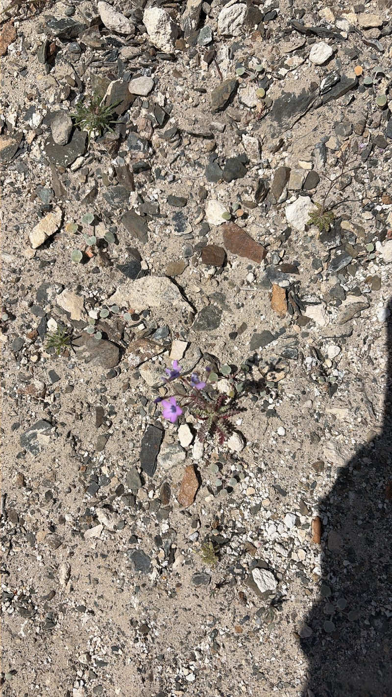 Gilia cana subsp. triceps photo 6