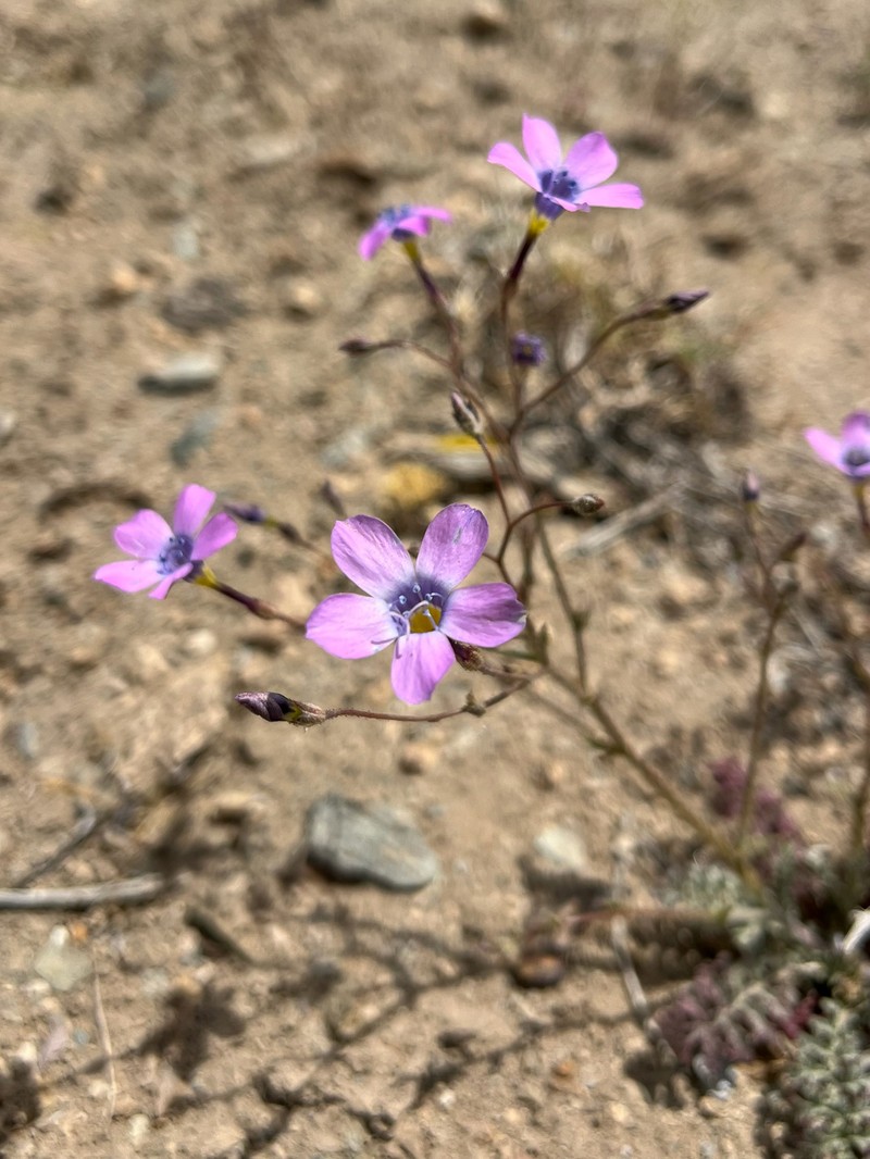 Gilia cana subsp. triceps photo 7