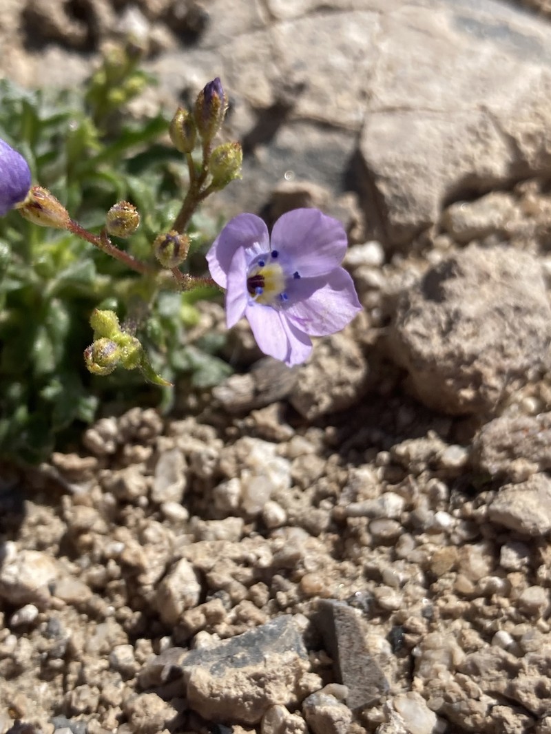 Gilia cana subsp. triceps photo 8