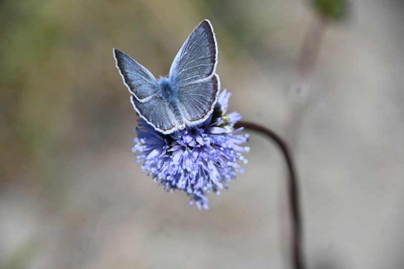 Bluehead Gilia