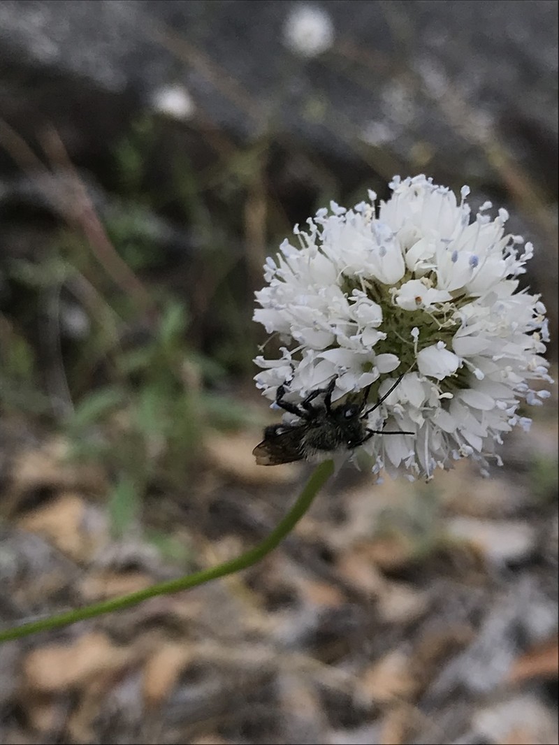 Bluehead Gilia photo 2