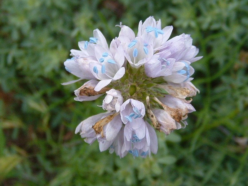 Bluehead Gilia photo 3