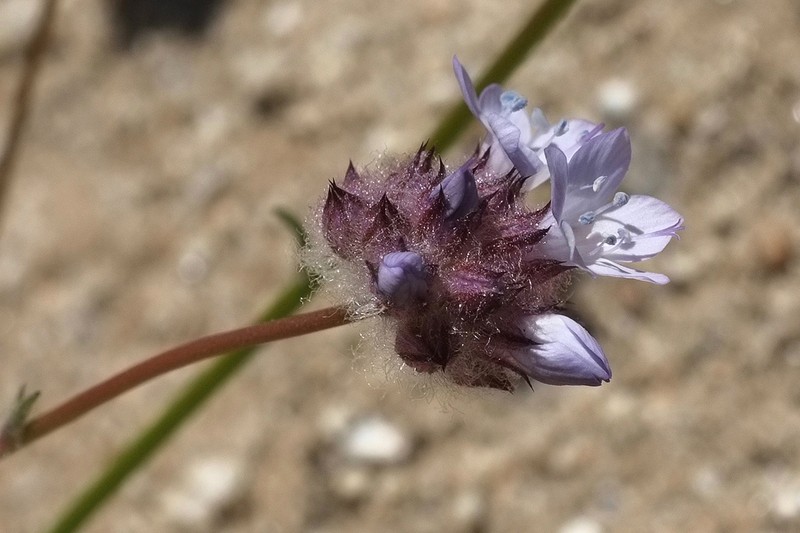 Bluehead Gilia photo 4