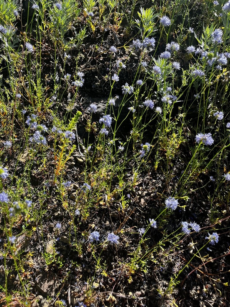 Bluehead Gilia photo 5