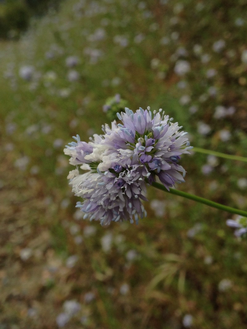 Bluehead Gilia photo 6