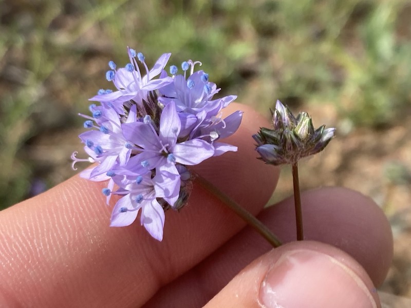 Bluehead Gilia photo 7