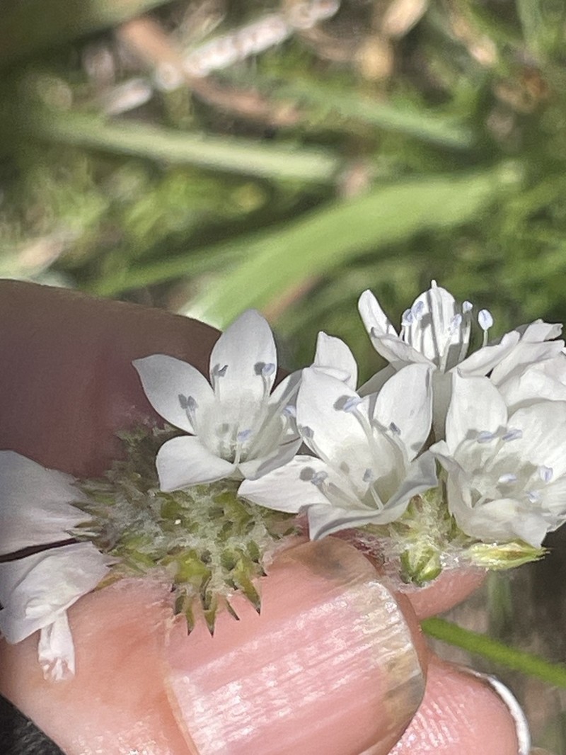 Bluehead Gilia photo 8