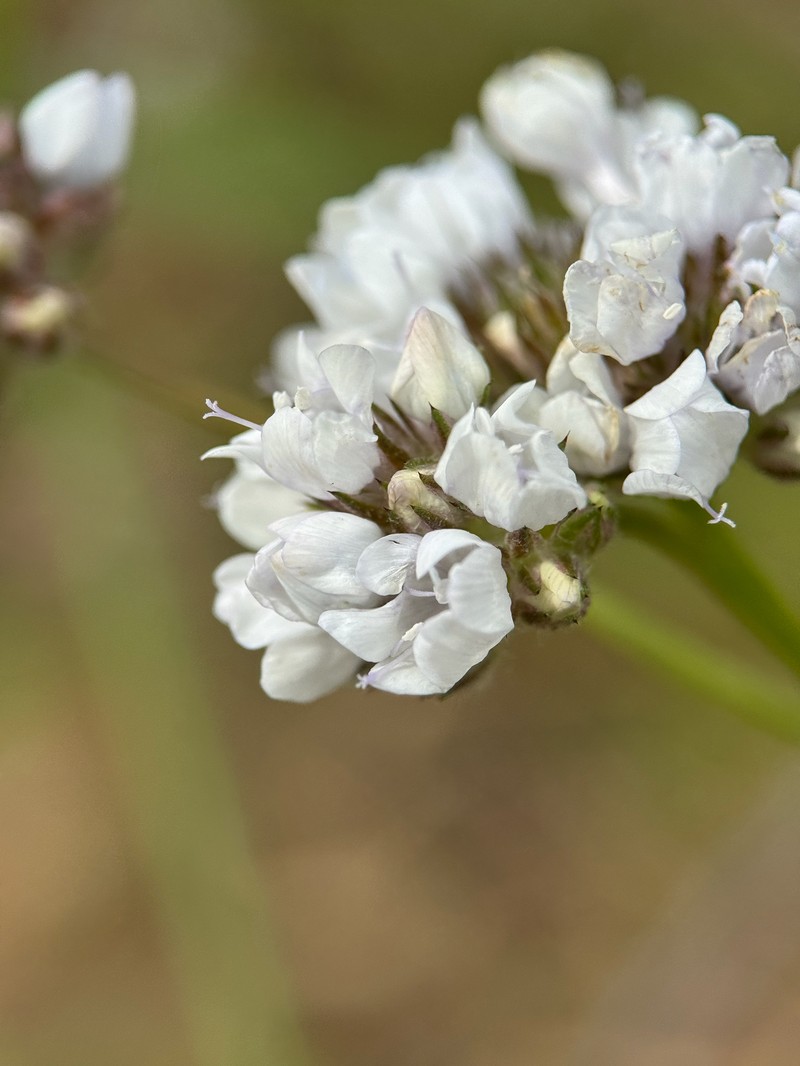 Gilia capitata subsp. abrotanifolia