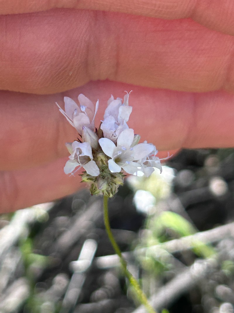 Gilia capitata subsp. abrotanifolia photo 2