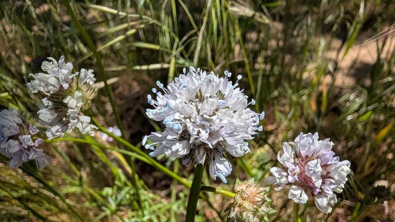 Gilia capitata subsp. abrotanifolia photo 3