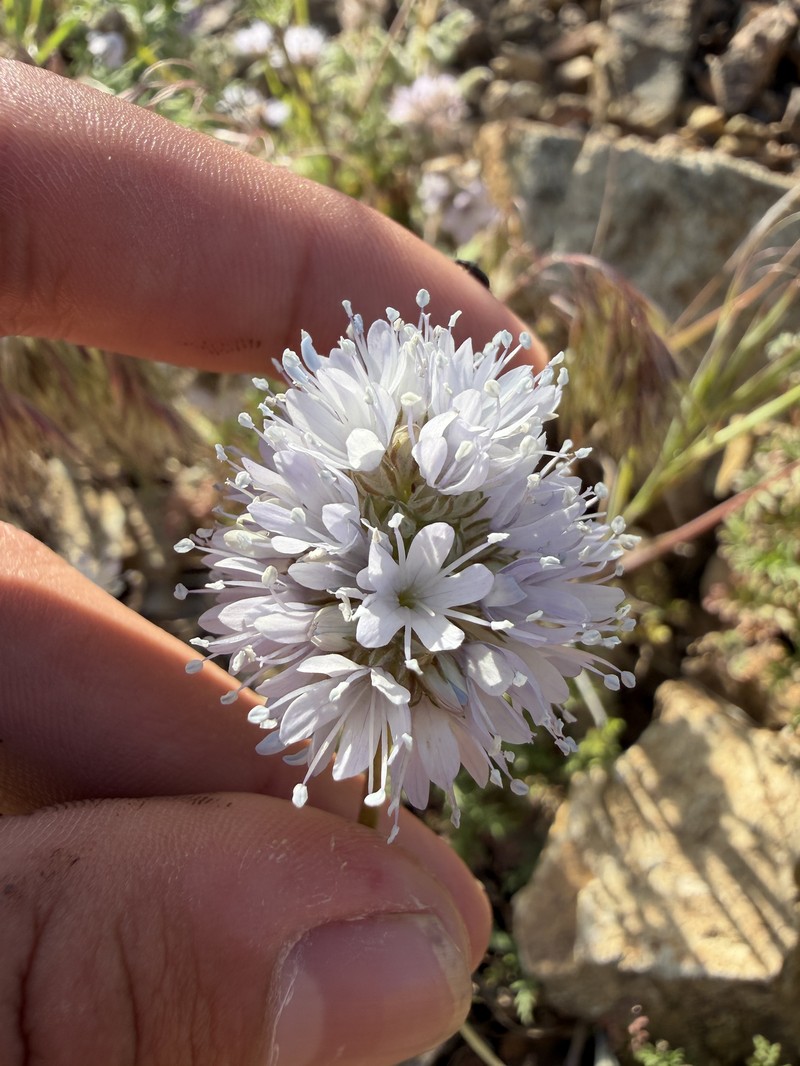 Gilia capitata subsp. abrotanifolia photo 4