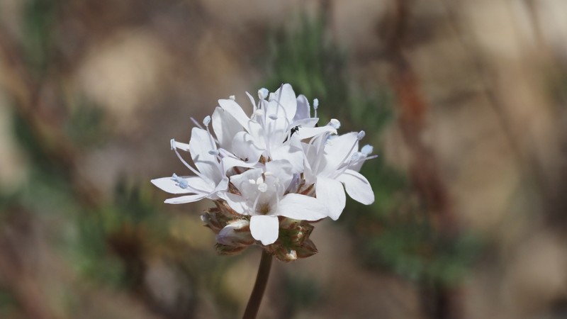 Gilia capitata subsp. abrotanifolia photo 5