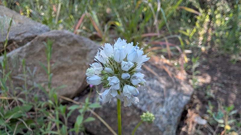 Gilia capitata subsp. abrotanifolia photo 6