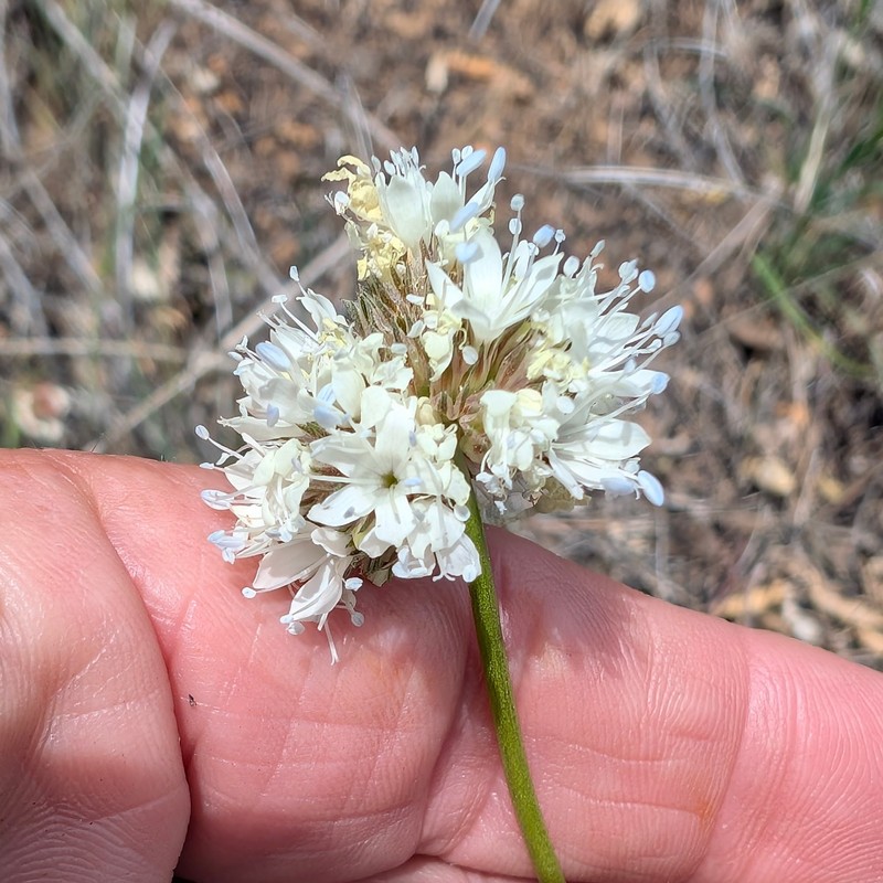 Gilia capitata subsp. abrotanifolia photo 7