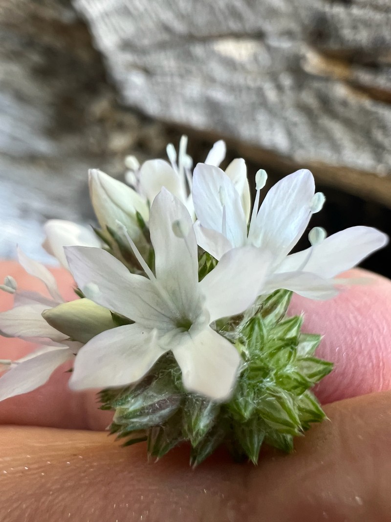 Gilia capitata subsp. abrotanifolia photo 8