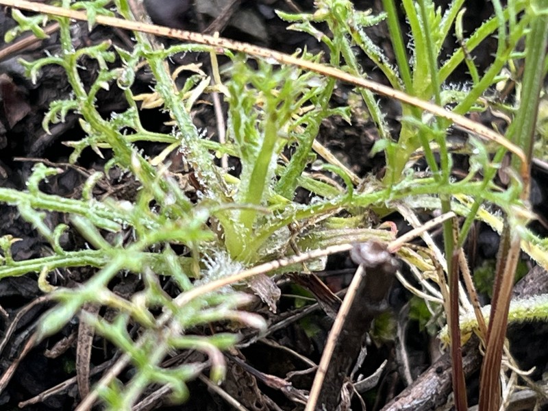 Gilia capitata subsp. capitata