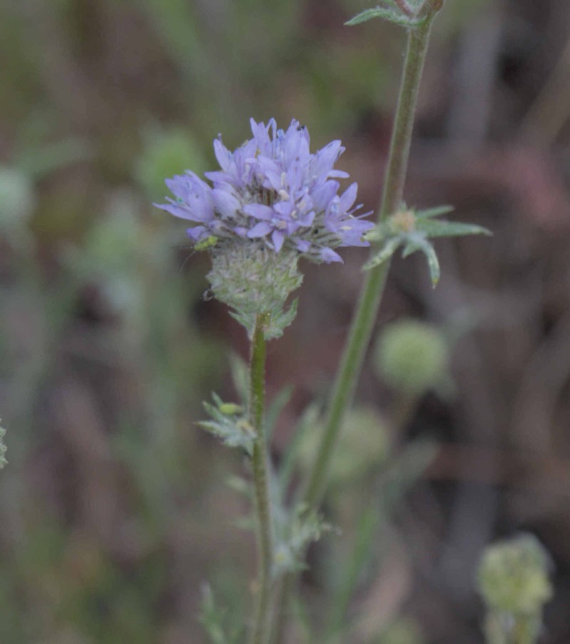 Gilia capitata subsp. capitata photo 2