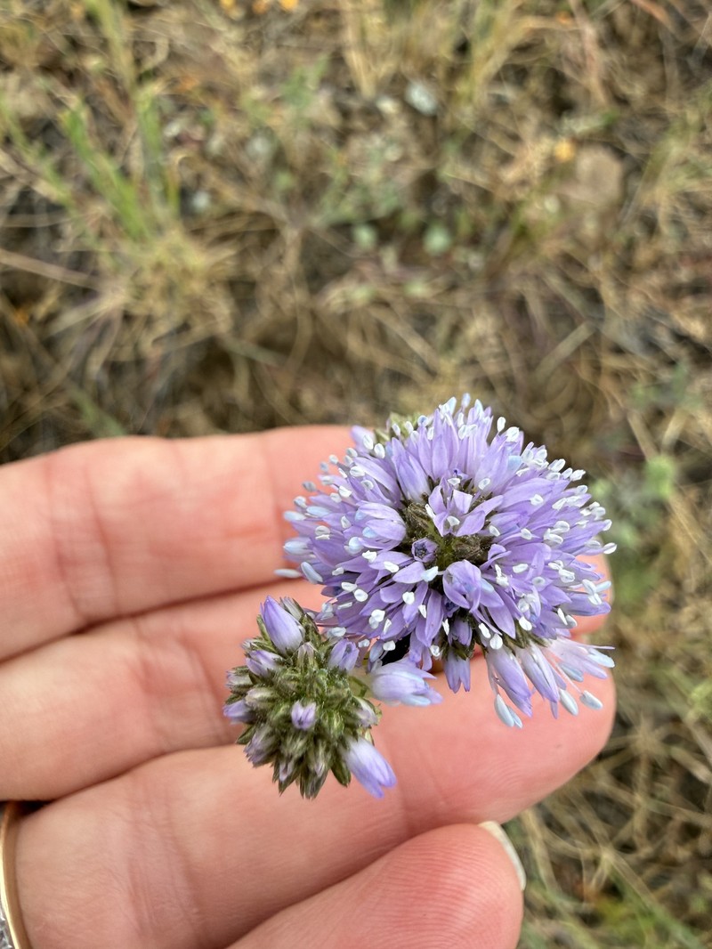 Gilia capitata subsp. capitata photo 3