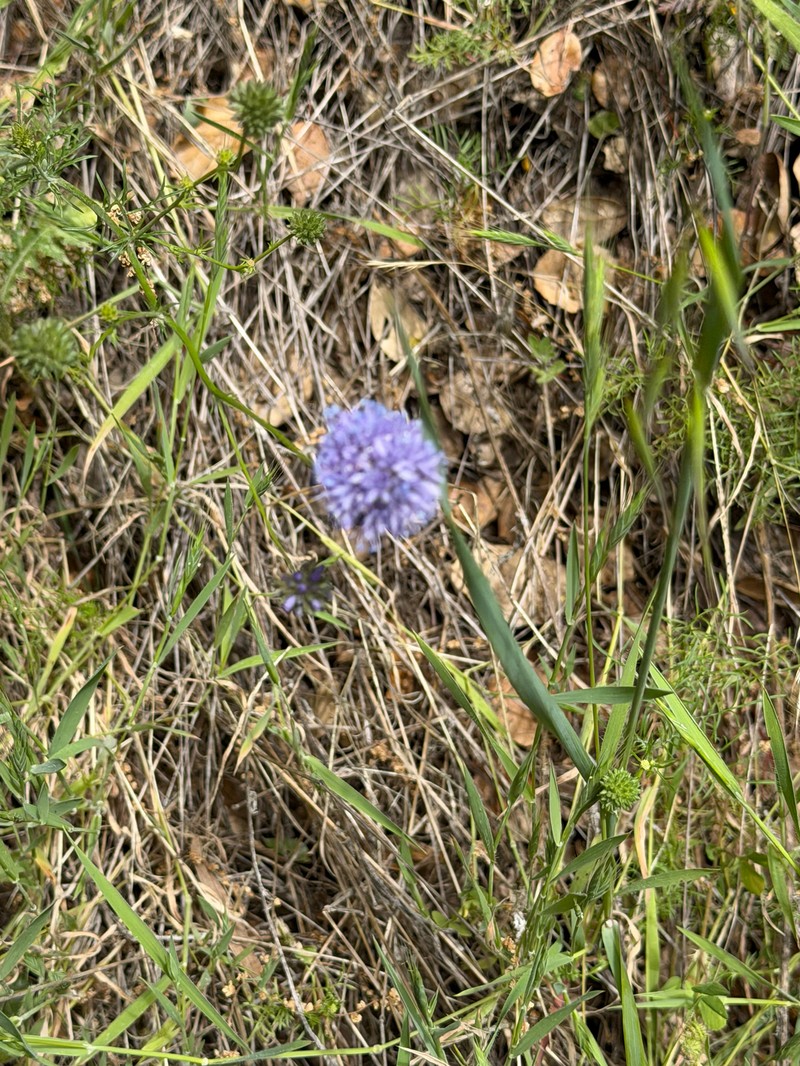 Gilia capitata subsp. capitata photo 4