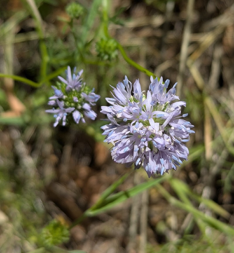 Gilia capitata subsp. capitata photo 5