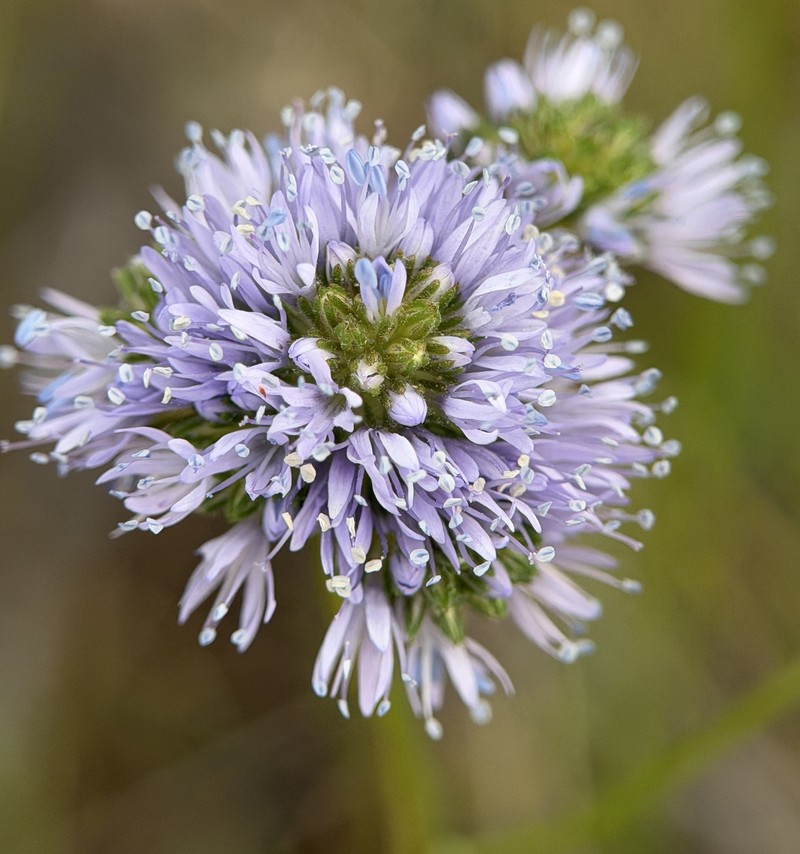 Gilia capitata subsp. capitata photo 6