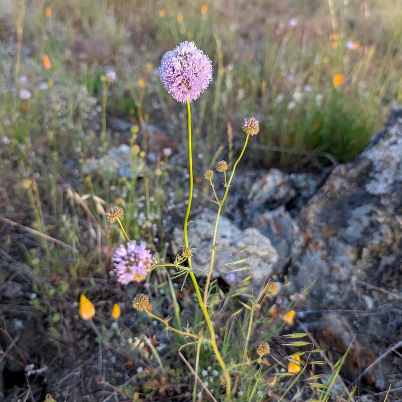 Gilia capitata subsp. capitata photo 7