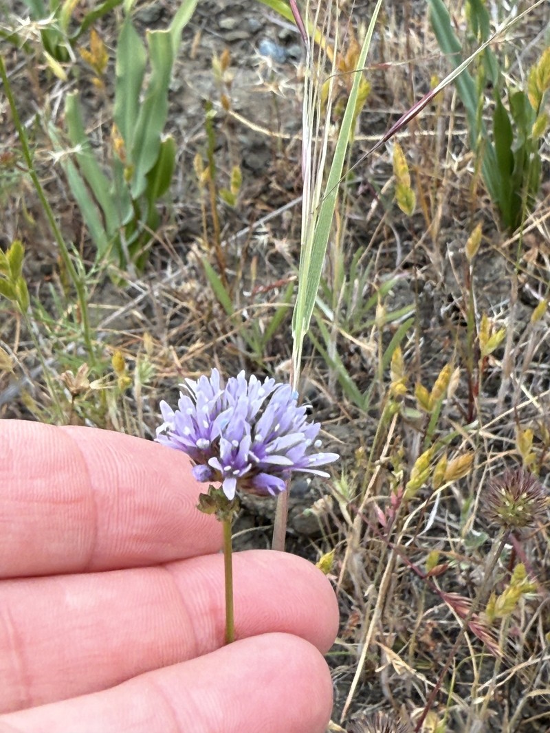Gilia capitata subsp. capitata photo 8