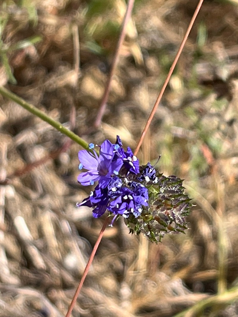 Gilia capitata subsp. chamissonis