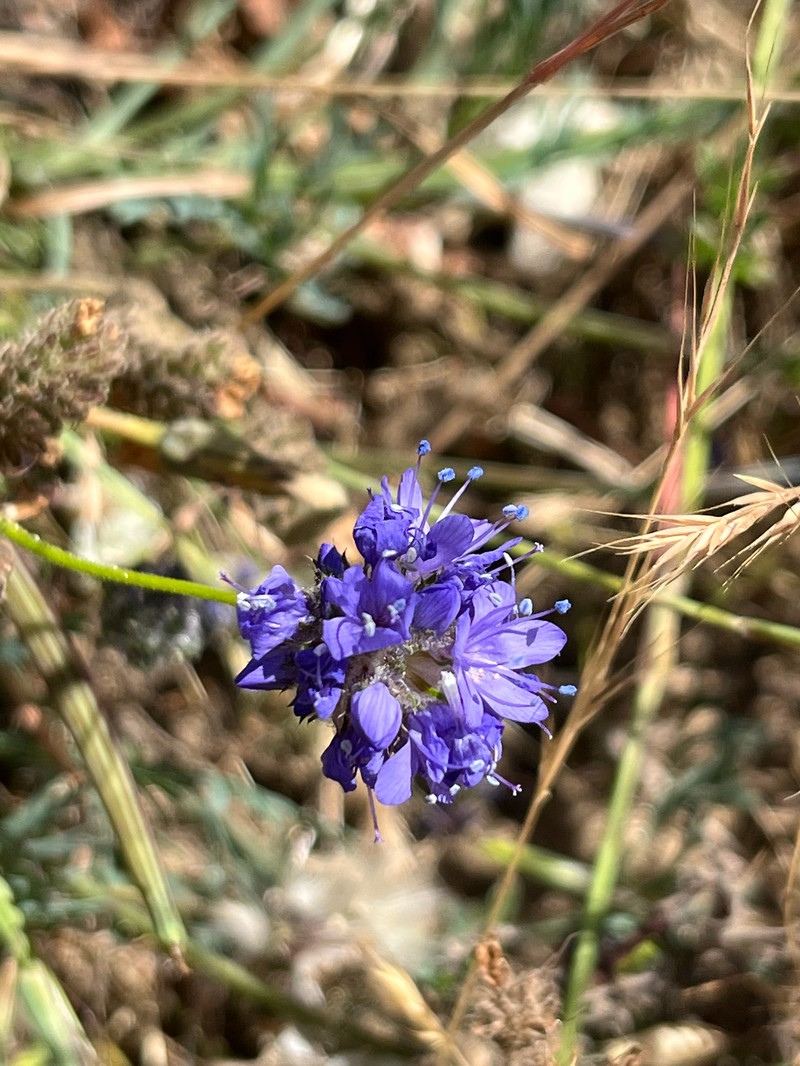Gilia capitata subsp. chamissonis photo 2