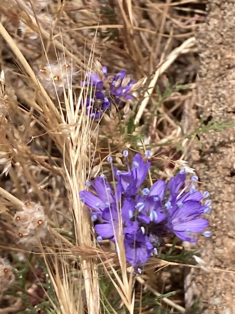 Gilia capitata subsp. chamissonis photo 3