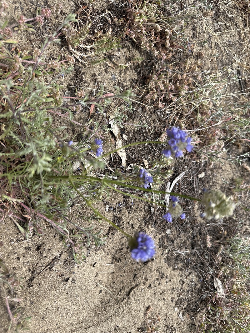 Gilia capitata subsp. chamissonis photo 4