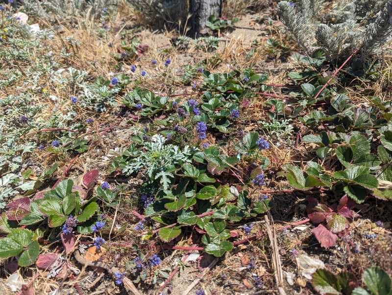 Gilia capitata subsp. chamissonis photo 5