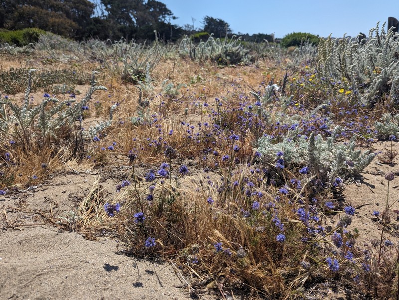 Gilia capitata subsp. chamissonis photo 6