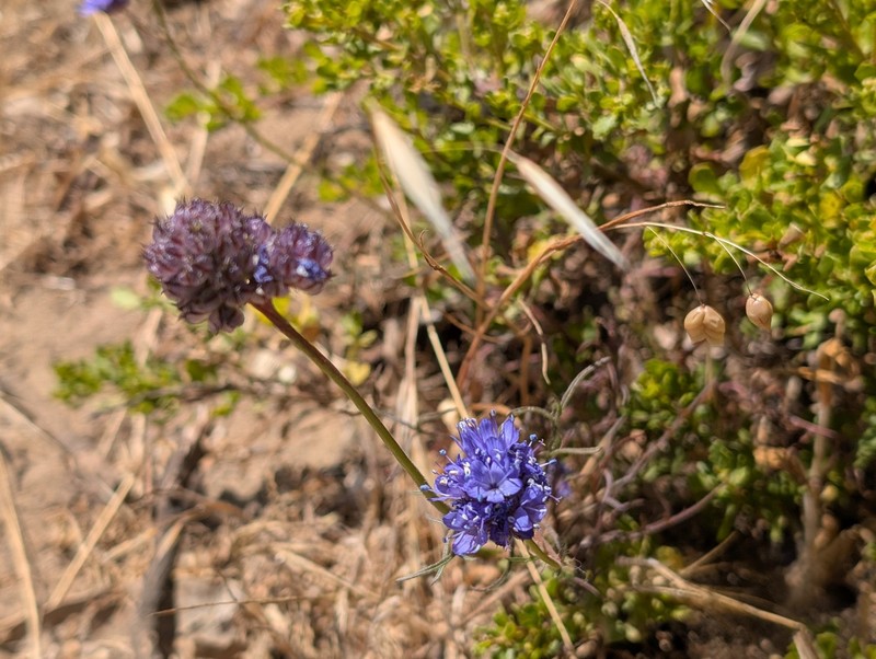 Gilia capitata subsp. chamissonis photo 7