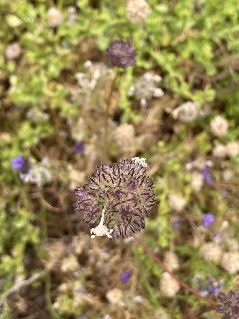 Gilia capitata subsp. chamissonis photo 8