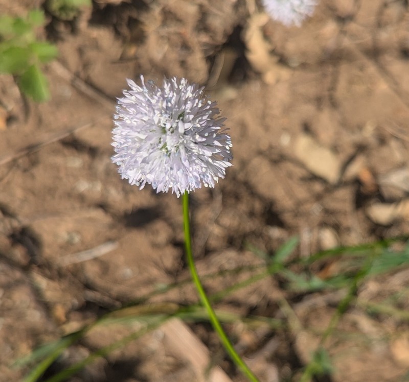 Gilia capitata subsp. mediomontana