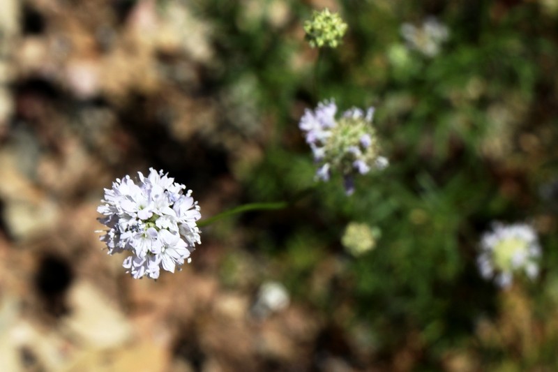 Gilia capitata subsp. mediomontana photo 2