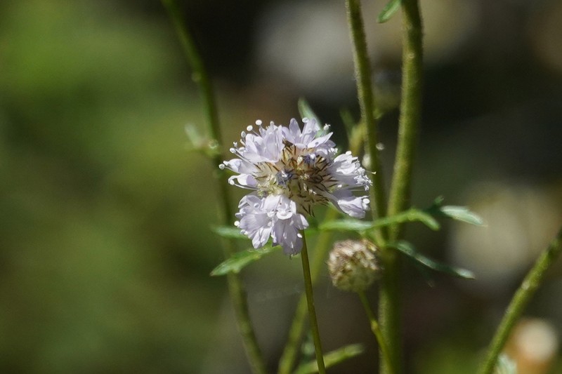 Gilia capitata subsp. mediomontana photo 3