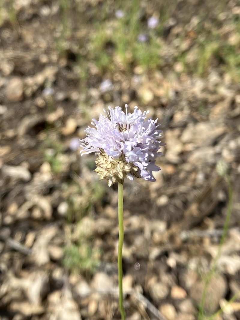 Gilia capitata subsp. mediomontana photo 4