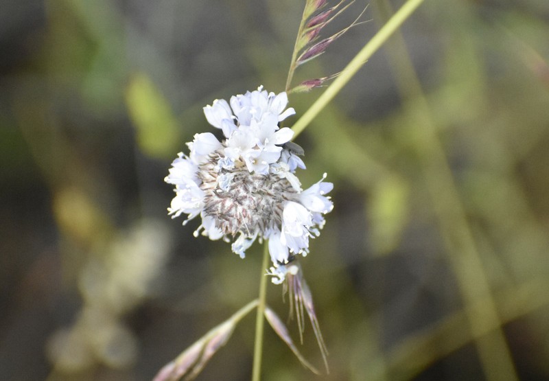 Gilia capitata subsp. mediomontana photo 5