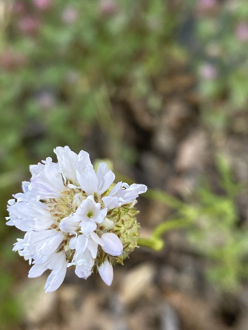 Gilia capitata subsp. mediomontana photo 6