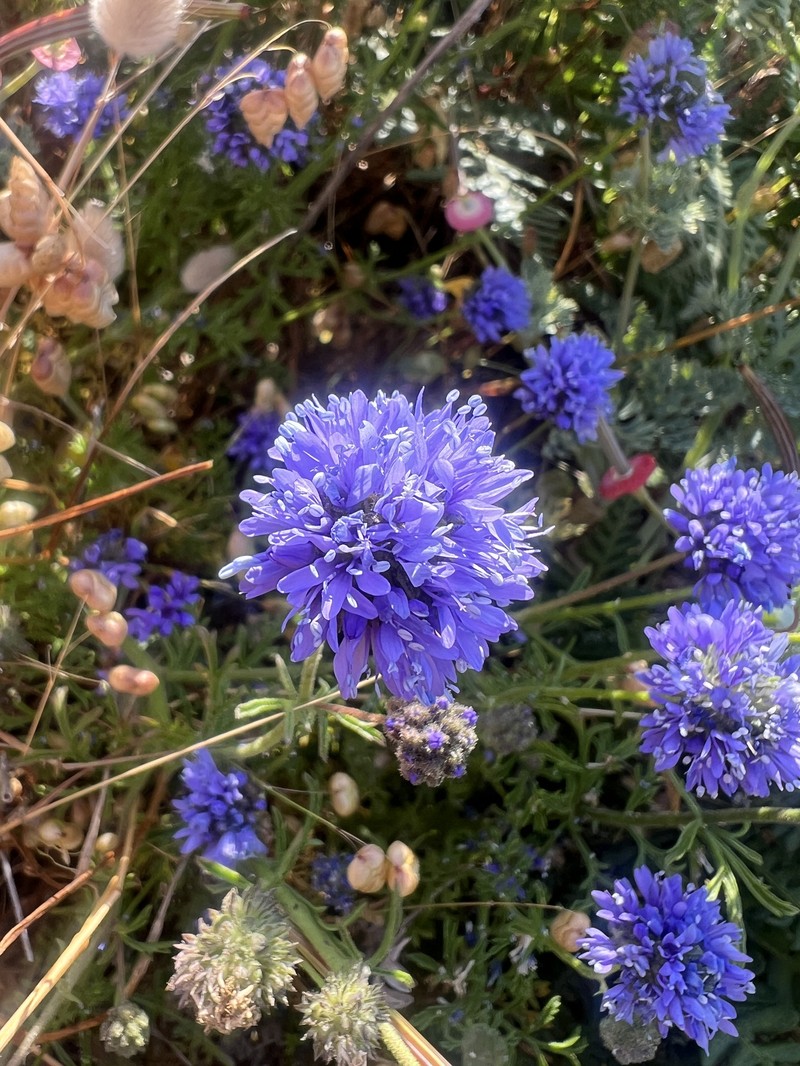 Gilia capitata subsp. pacifica