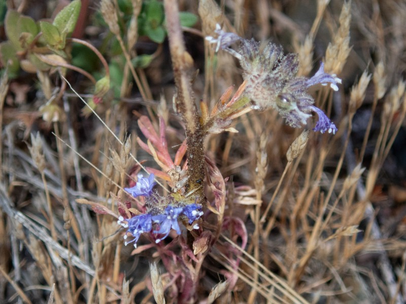 Gilia capitata subsp. pacifica photo 2