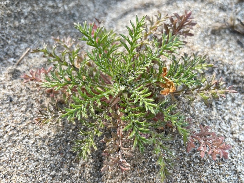 Gilia capitata subsp. pacifica photo 3