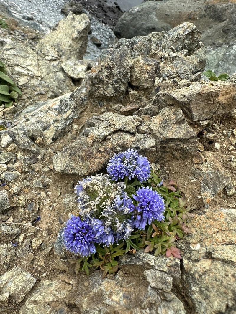 Gilia capitata subsp. pacifica photo 4